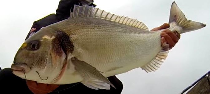 x_Sparus aurata_01.jpg